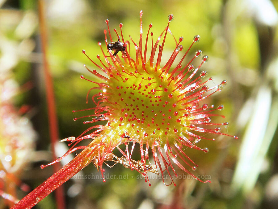 round-leaf sundew (Drosera rotundifolia) [Parish Lake, Willamette National Forest, Linn County, Oregon]