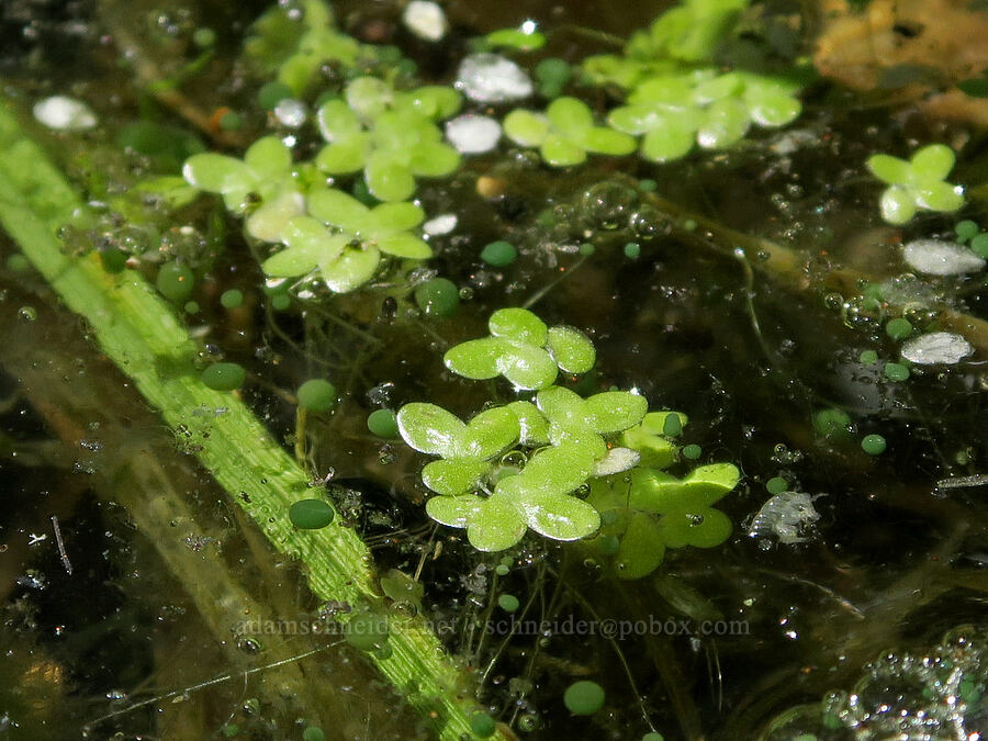 duckweed (Lemna minor) [Parish Lake, Willamette National Forest, Linn County, Oregon]