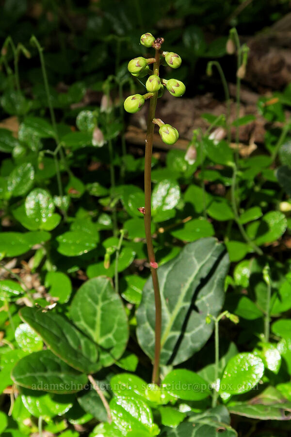 white-vein pyrola (Pyrola picta) [Parish Lake Trail, Willamette National Forest, Linn County, Oregon]