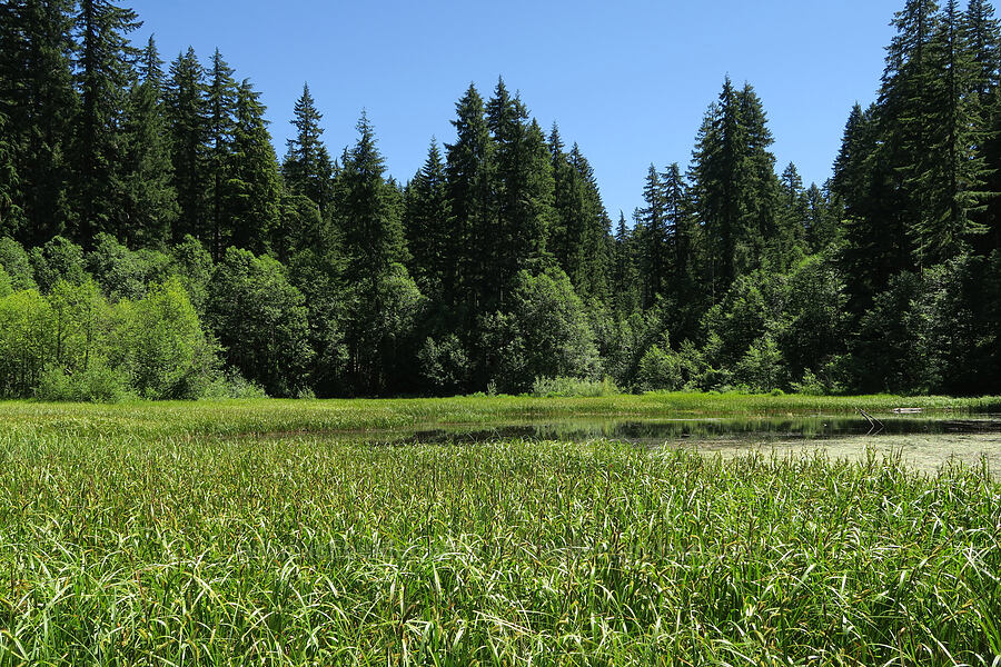 marsh [Forest Road 2266, Willamette National Forest, Linn County, Oregon]