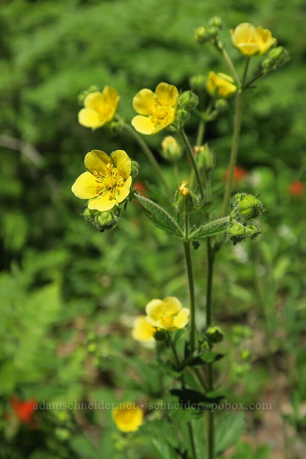 sticky cinquefoil (Drymocallis glandulosa (Potentilla glandulosa)) [Pyramids Trailhead, Willamette National Forest, Linn County, Oregon]