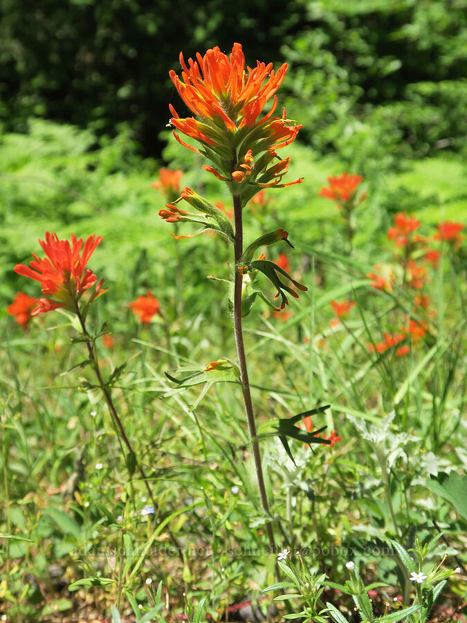 harsh paintbrush (Castilleja hispida) [Pyramids Trailhead, Willamette National Forest, Linn County, Oregon]