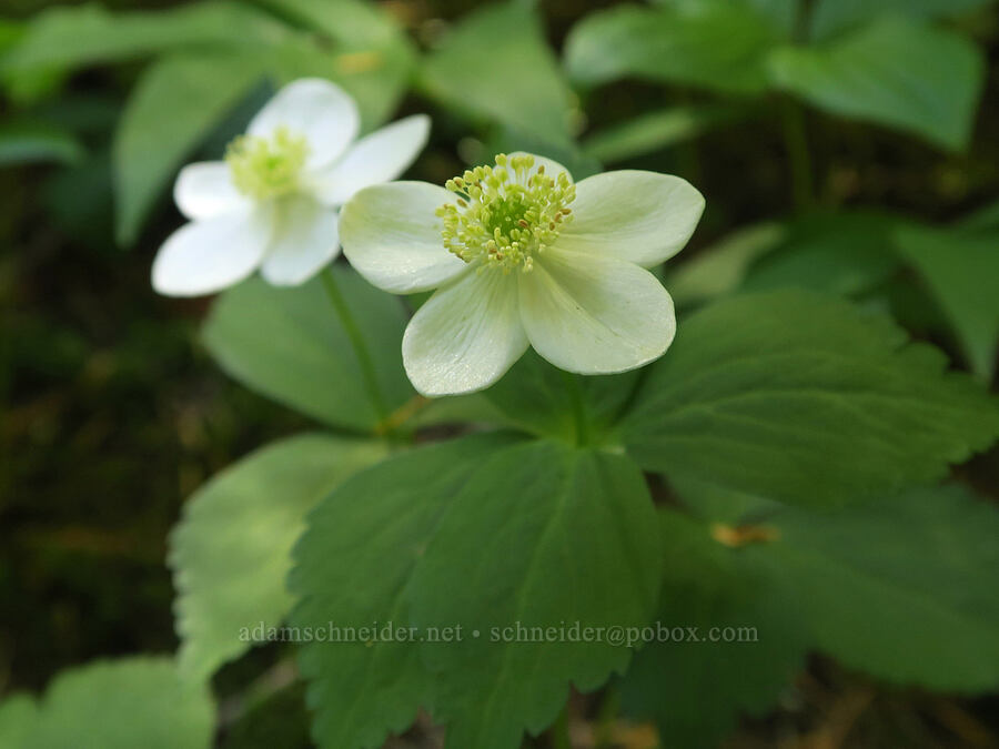 Columbia windflower (Anemone deltoidea (Anemonastrum deltoideum)) [Pyramids Trail, Willamette National Forest, Linn County, Oregon]