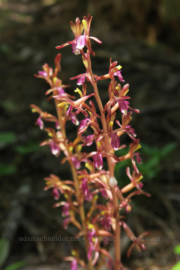 western coralroot (Corallorhiza mertensiana) [Pyramids Trail, Willamette National Forest, Linn County, Oregon]