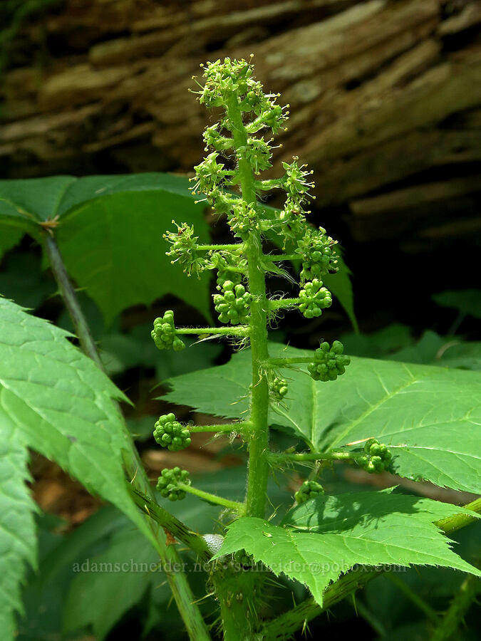 devil's club flowers (Oplopanax horridus) [Pyramids Trail, Willamette National Forest, Linn County, Oregon]