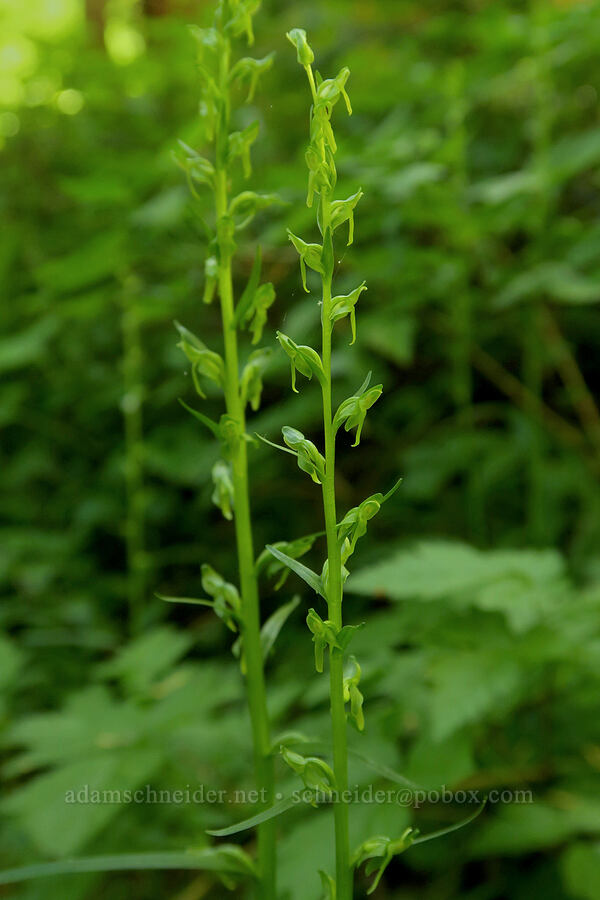 slender bog orchid (Platanthera stricta (Piperia stricta)) [Pyramids Trail, Willamette National Forest, Linn County, Oregon]