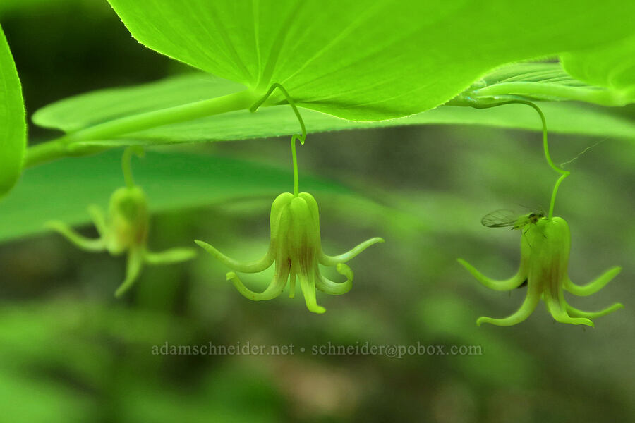 clasping twisted-stalk flowers (Streptopus amplexifolius) [Pyramids Trail, Willamette National Forest, Linn County, Oregon]
