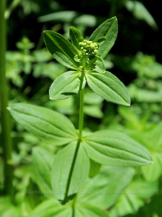 Oregon bedstraw, budding (Galium oreganum) [Pyramids Trail, Willamette National Forest, Linn County, Oregon]