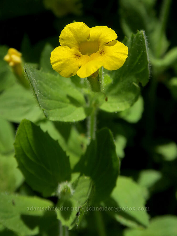 musk monkeyflower (Erythranthe moschata (Mimulus moschatus)) [Pyramids Trail, Willamette National Forest, Linn County, Oregon]