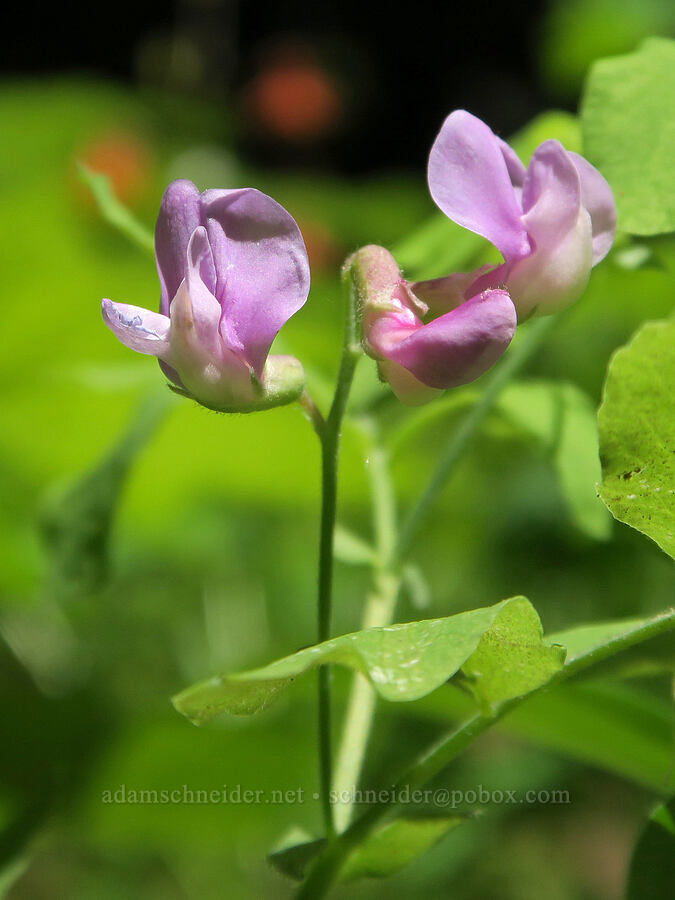 Sierra pea-vine (Lathyrus nevadensis) [Pyramids Trail, Willamette National Forest, Linn County, Oregon]