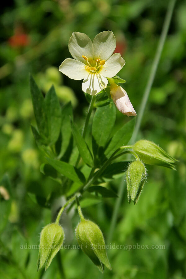 Oregon Jacob's-ladder (Polemonium carneum) [Pyramids Trail, Willamette National Forest, Linn County, Oregon]