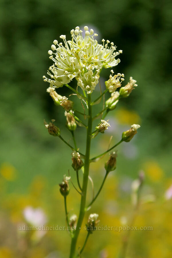 death-camas (Toxicoscordion venenosum (Zigadenus venenosus)) [Pyramids Trail, Willamette National Forest, Linn County, Oregon]