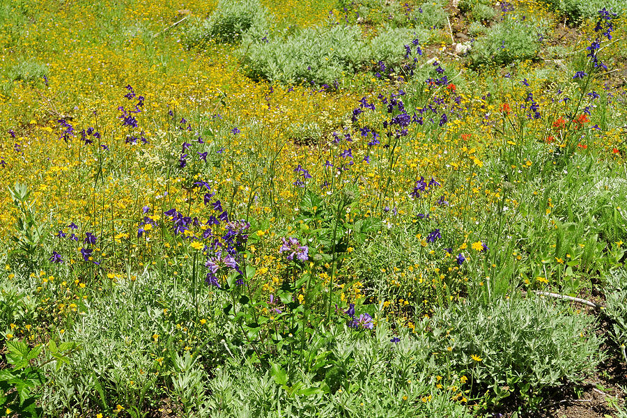 wildflowers (Penstemon serrulatus, Delphinium menziesii, Erythranthe guttata (Mimulus guttatus), Eriophyllum lanatum, Artemisia ludoviciana, Montia parvifolia (Claytonia parvifolia), Castilleja hispida, Achillea millefolium) [Pyramids Trail, Willamette National Forest, Linn County, Oregon]