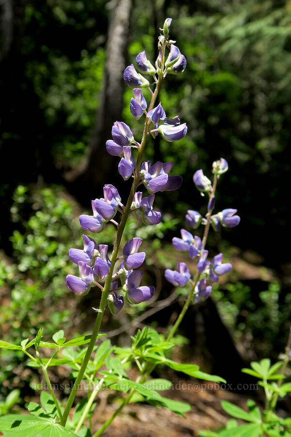 broad-leaf lupines (Lupinus latifolius) [Pyramids Trail, Willamette National Forest, Linn County, Oregon]