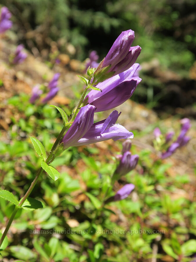 Cardwell's penstemon (Penstemon cardwellii) [Pyramids Trail, Willamette National Forest, Linn County, Oregon]