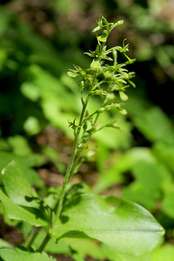 northwestern twayblade (Neottia banksiana (Listera caurina)) [Pyramids Trail, Willamette National Forest, Linn County, Oregon]