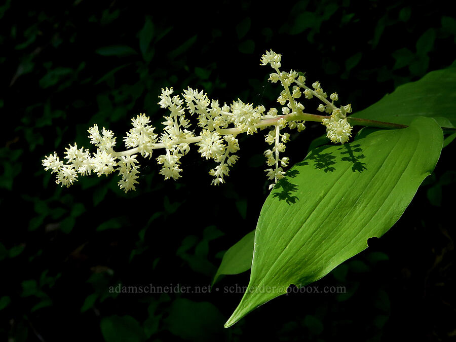 feathery false Solomon's-seal (Maianthemum racemosum ssp. amplexicaule (Smilacina racemosa)) [Pyramids Trail, Willamette National Forest, Linn County, Oregon]