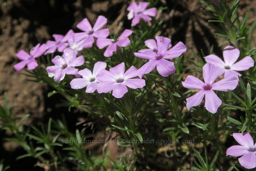 spreading phlox (Phlox diffusa) [Pyramids Trail, Willamette National Forest, Linn County, Oregon]