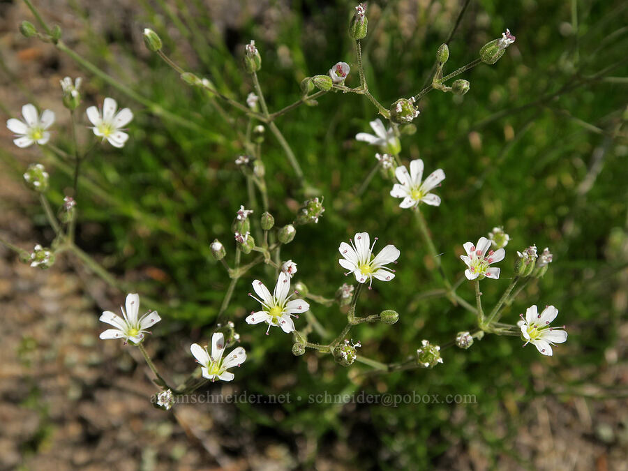 slender mountain sandwort (Eremogone capillaris (Arenaria capillaris)) [Pyramids Trail, Willamette National Forest, Linn County, Oregon]
