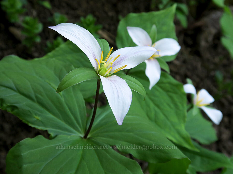 western trillium (Trillium ovatum) [Pyramids Trail, Willamette National Forest, Linn County, Oregon]