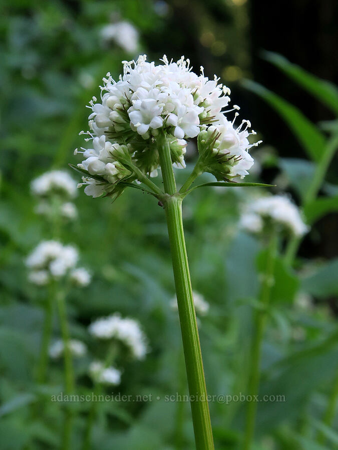 Sitka valerian (Valeriana sitchensis) [Pyramids Trail, Willamette National Forest, Linn County, Oregon]