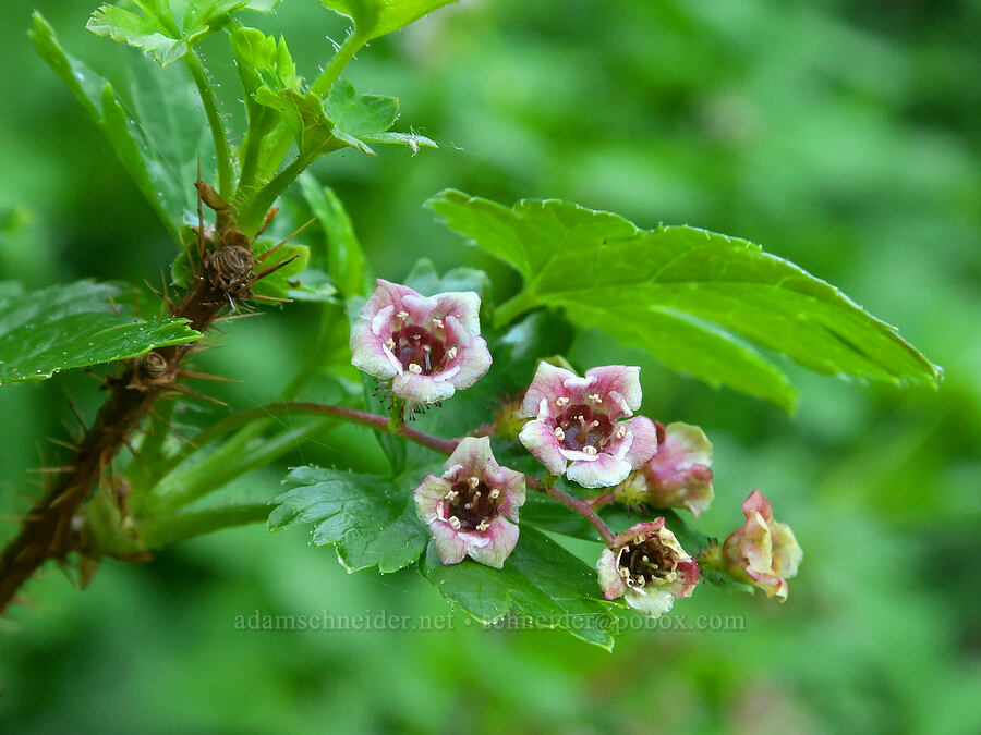 prickly swamp currant (Ribes lacustre) [Pyramids Trail, Willamette National Forest, Linn County, Oregon]