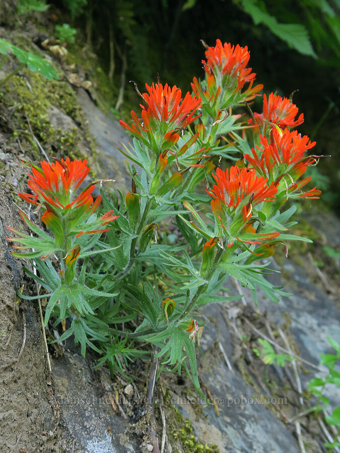 cliff paintbrush (Castilleja rupicola) [Pyramids Trail, Willamette National Forest, Linn County, Oregon]