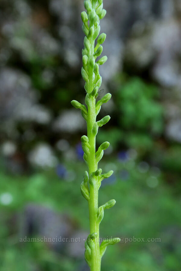 green bog orchid, budding (Platanthera unalascensis (Piperia unalascensis)) [Pyramids Trail, Willamette National Forest, Linn County, Oregon]