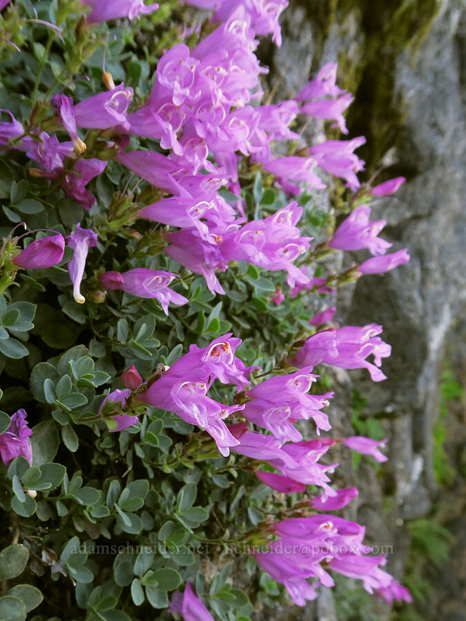 cliff penstemon (Penstemon rupicola) [Pyramids Trail, Willamette National Forest, Linn County, Oregon]