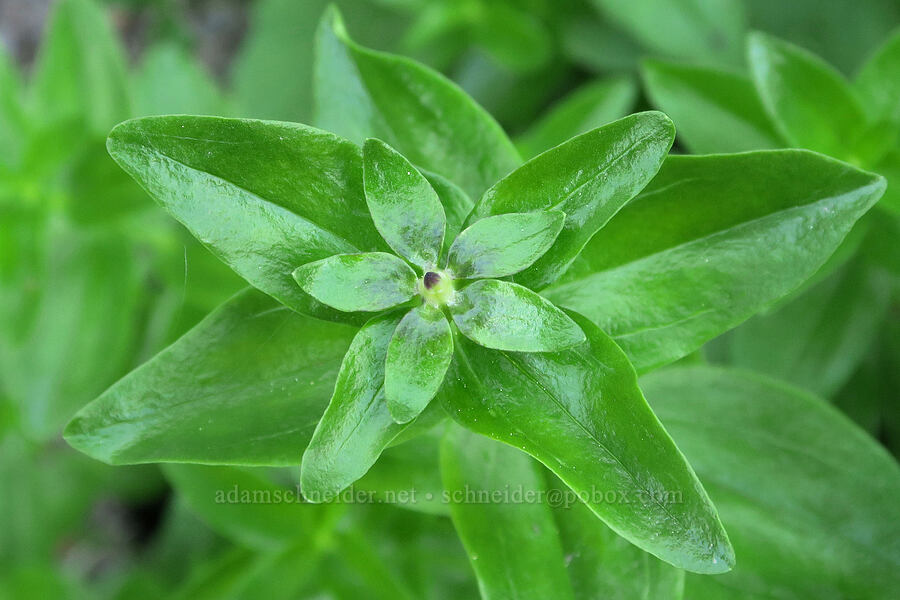 gentian leaves (Gentiana calycosa) [Pyramids Trail, Willamette National Forest, Linn County, Oregon]