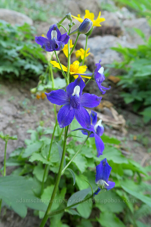 larkspur & arnica (Delphinium menziesii, Arnica latifolia) [Pyramids Trail, Willamette National Forest, Linn County, Oregon]