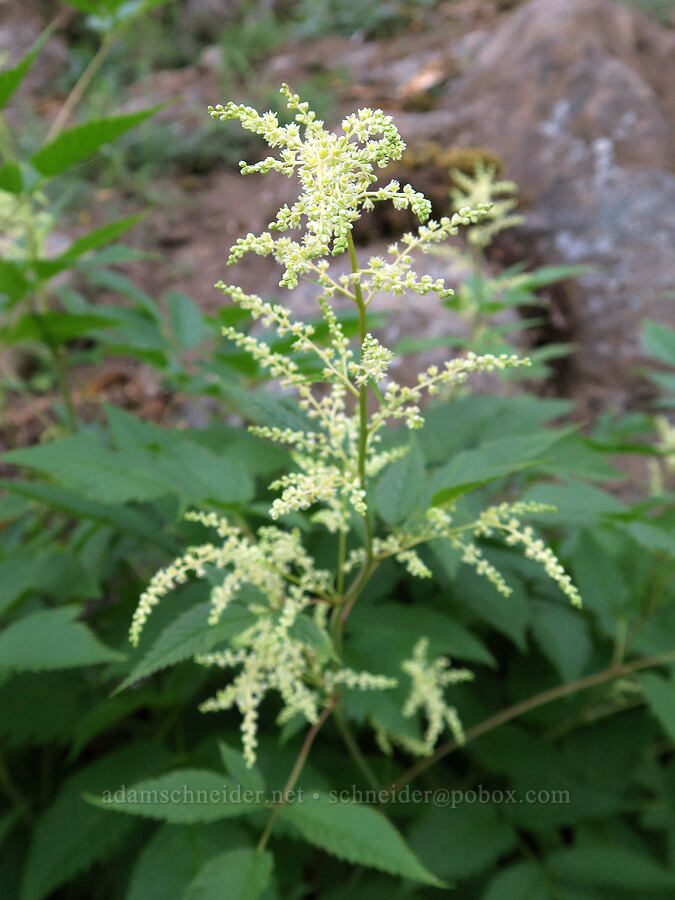 goat's-beard (Aruncus dioicus (Aruncus sylvester)) [Pyramids Trail, Willamette National Forest, Linn County, Oregon]