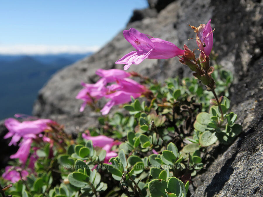 cliff penstemon (Penstemon rupicola) [Middle Pyramid, Willamette National Forest, Linn County, Oregon]
