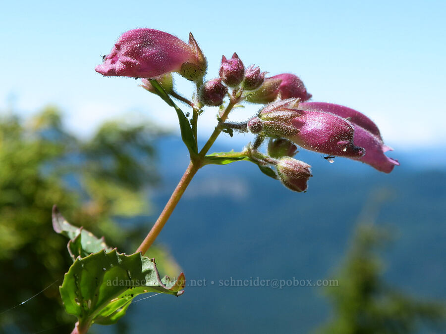 turtle-head (woodland beard-tongue) (Nothochelone nemorosa) [Middle Pyramid, Willamette National Forest, Linn County, Oregon]