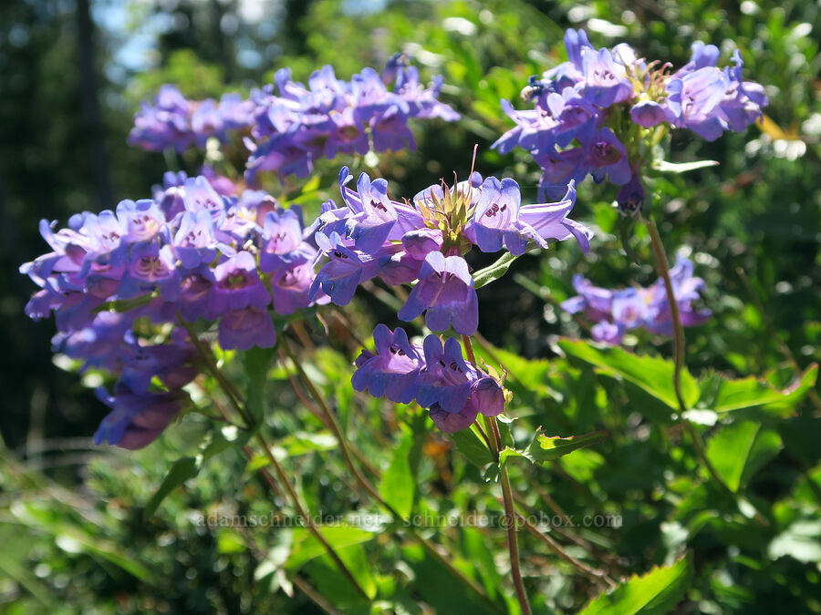 Cascade penstemon (Penstemon serrulatus) [Middle Pyramid, Willamette National Forest, Linn County, Oregon]