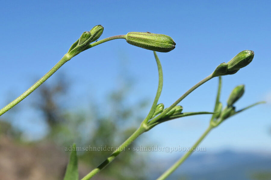 Douglas' catchfly (Silene douglasii) [Middle Pyramid, Willamette National Forest, Linn County, Oregon]