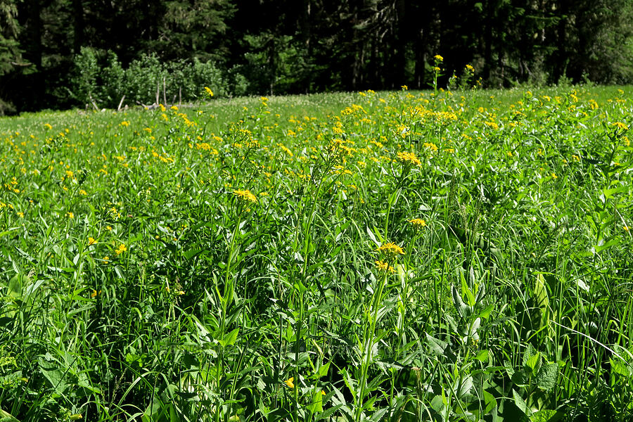 arrow-leaf groundsel (Senecio triangularis) [Pyramids Trail, Willamette National Forest, Linn County, Oregon]
