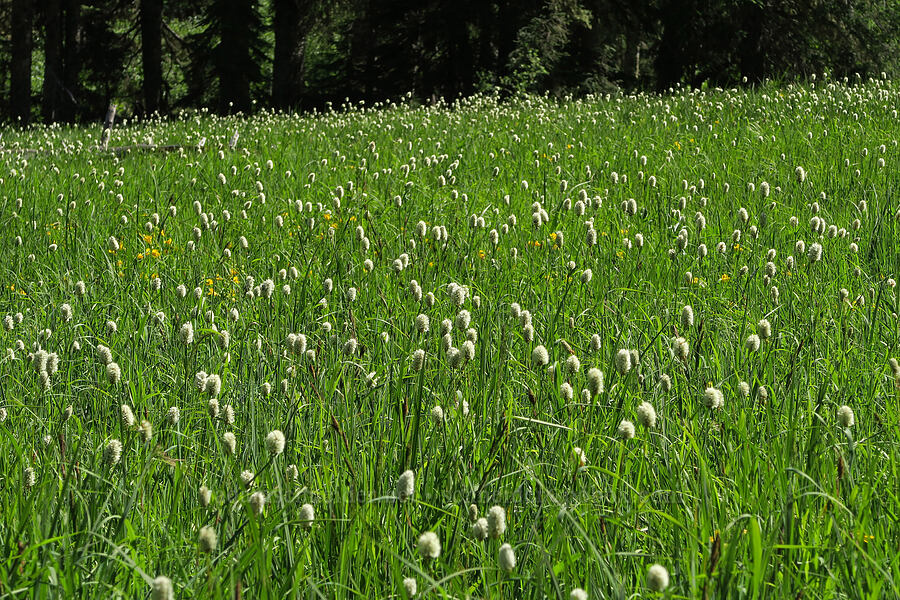 western bistort (Bistorta bistortoides (Polygonum bistortoides)) [Pyramids Trail, Willamette National Forest, Linn County, Oregon]