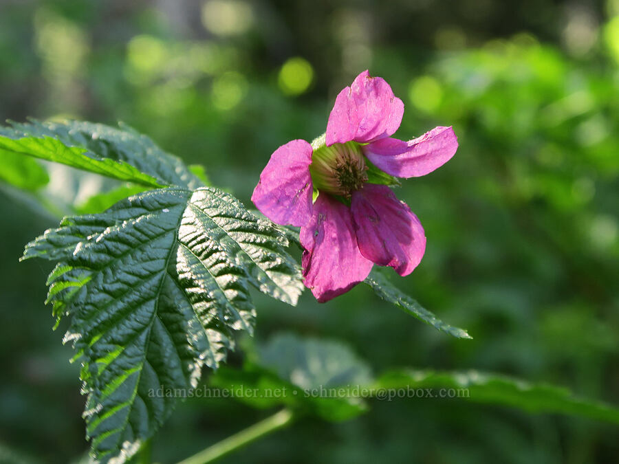salmonberry flower (Rubus spectabilis) [Pyramids Trail, Willamette National Forest, Linn County, Oregon]