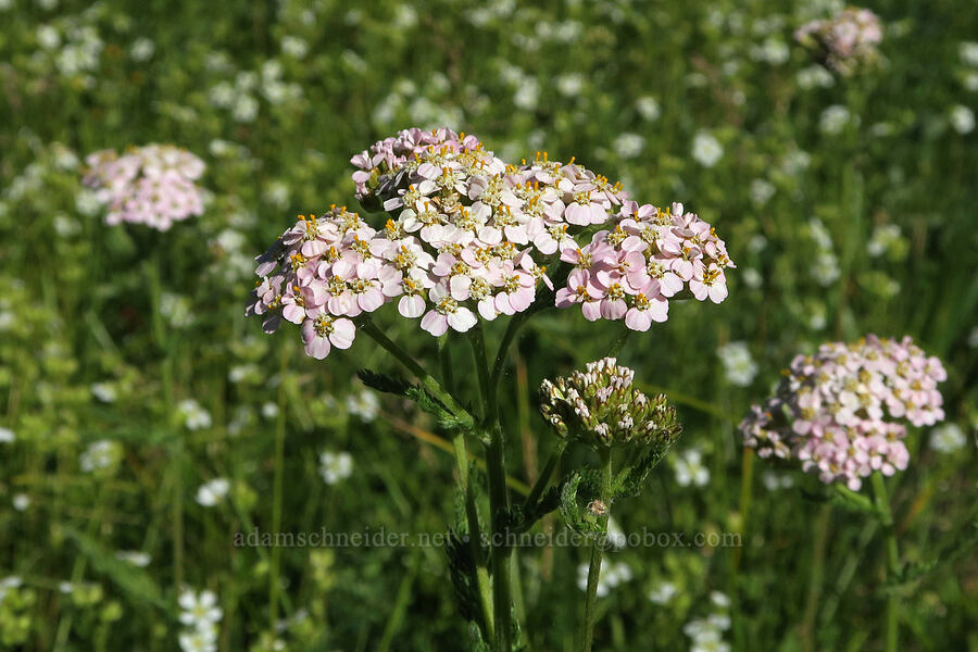 pinkish yarrow (Achillea millefolium) [Park Creek Basin, Willamette National Forest, Linn County, Oregon]
