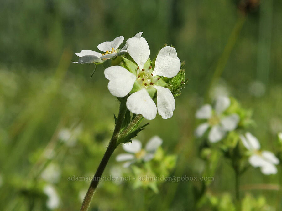 dusky horkelia (Horkelia fusca) [Park Creek Basin, Willamette National Forest, Linn County, Oregon]