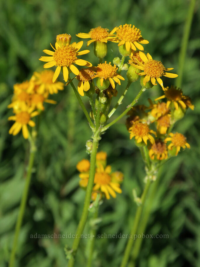 streambank groundsel/butterweed (Packera pseudaurea (Senecio pseudaureus)) [Park Creek Basin, Willamette National Forest, Linn County, Oregon]