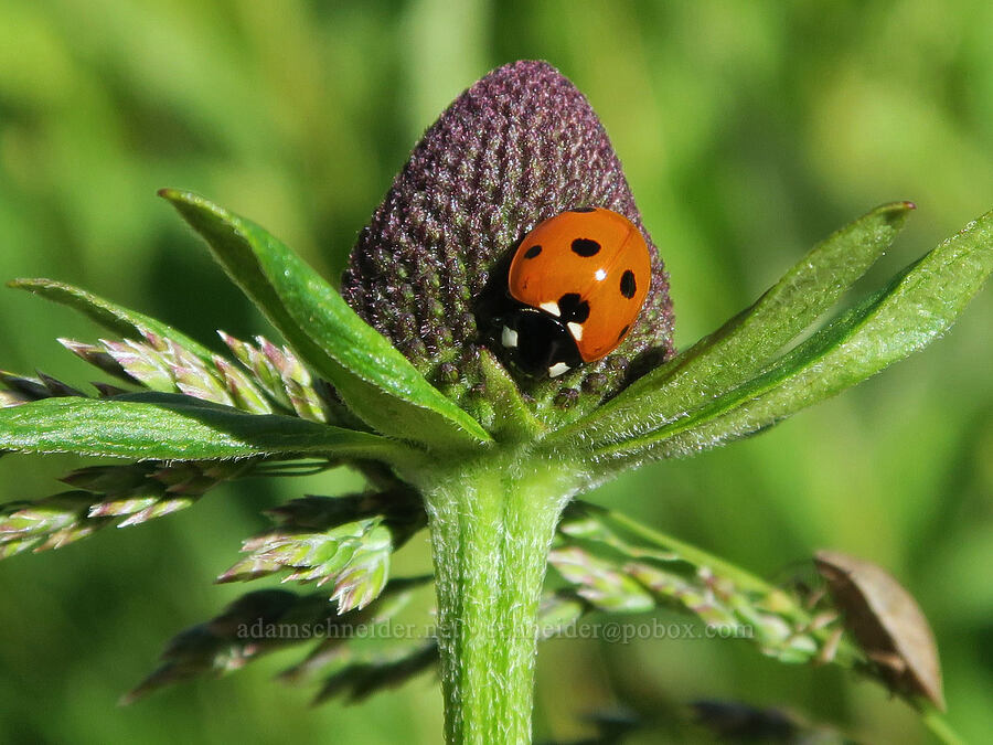 seven-spotted ladybug on western coneflower (Coccinella septempunctata, Rudbeckia occidentalis) [Park Creek Basin, Willamette National Forest, Linn County, Oregon]
