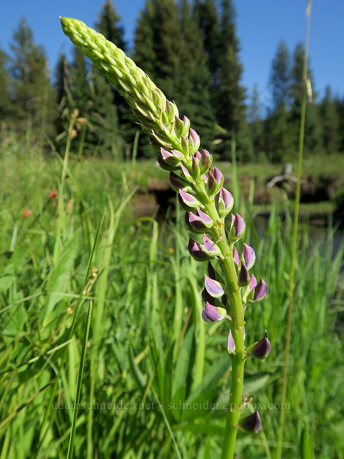 big-leaf lupine, budding (Lupinus polyphyllus) [Park Creek Basin, Willamette National Forest, Linn County, Oregon]