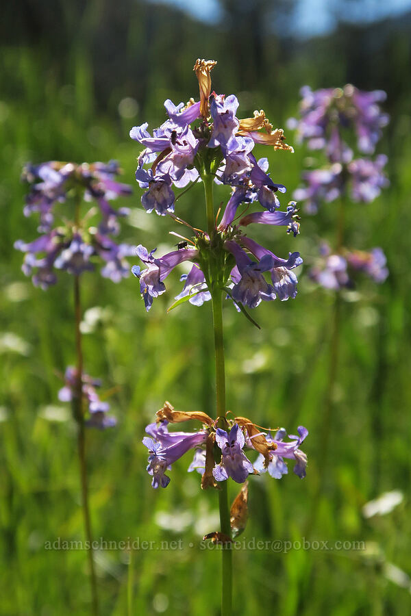 small-flower penstemon (Penstemon procerus) [Park Creek Basin, Willamette National Forest, Linn County, Oregon]