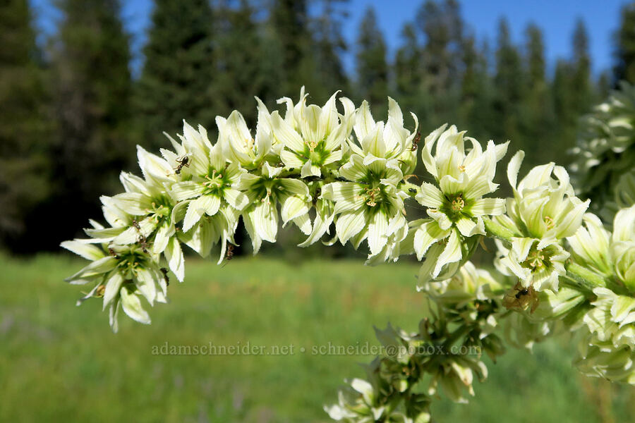 California corn-liles (Veratrum californicum var. caudatum) [Park Creek Basin, Willamette National Forest, Linn County, Oregon]