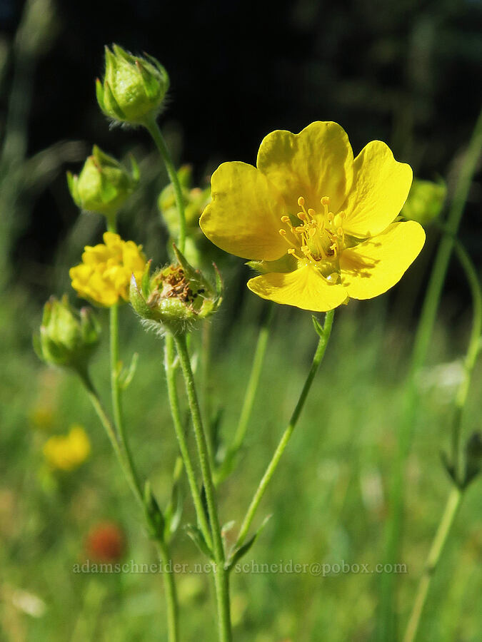 Drummond's cinquefoil (Potentilla drummondii) [Park Creek Basin, Willamette National Forest, Linn County, Oregon]