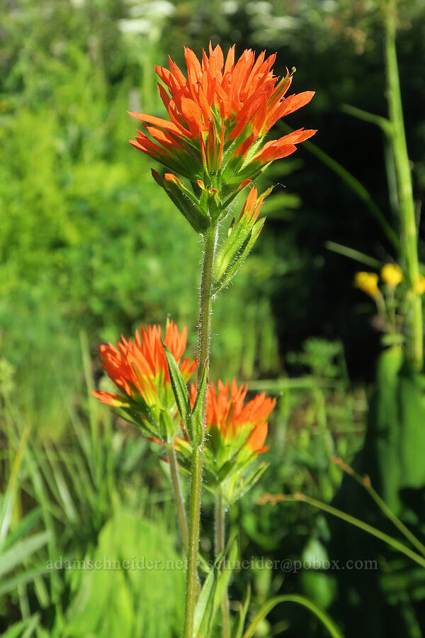 Suksdorf's paintbrush (Castilleja suksdorfii) [Park Creek Basin, Willamette National Forest, Linn County, Oregon]