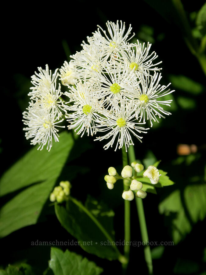 false bugbane (Trautvetteria caroliniensis) [Park Creek Basin, Willamette National Forest, Linn County, Oregon]