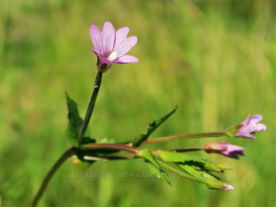 glandular willow-herb (Epilobium ciliatum ssp. glandulosum) [Park Creek Basin, Willamette National Forest, Linn County, Oregon]